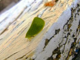 LeafHopper